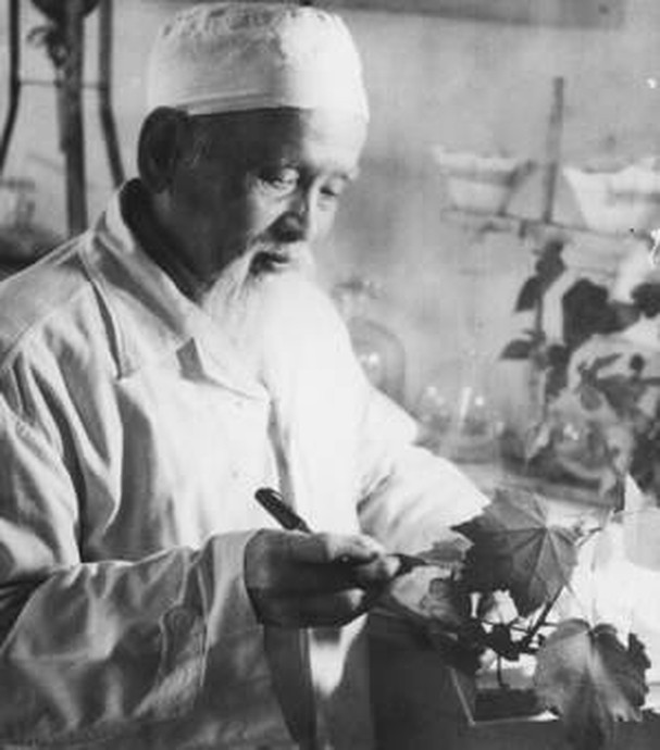 "Cha đẻ" của Cao Sao Vàng nổi tiếng là ai? - Hình 3