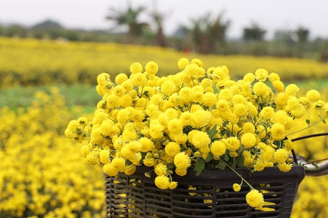 Loại hoa tiến vua có giá nửa triệu đồng/kg, dân thi nhau ra đồng hái - Hình 3 Loai hoa tien vua co gia nua trieu dong/kg, dan thi nhau ra dong hai-Hinh-3