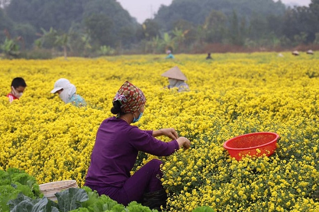 Loại hoa tiến vua có giá nửa triệu đồng/kg, dân thi nhau ra đồng hái - Hình 4 Loai hoa tien vua co gia nua trieu dong/kg, dan thi nhau ra dong hai-Hinh-4