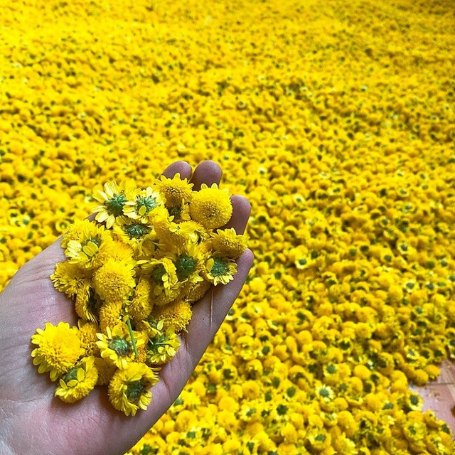 Loại hoa tiến vua có giá nửa triệu đồng/kg, dân thi nhau ra đồng hái - Hình 5 Loai hoa tien vua co gia nua trieu dong/kg, dan thi nhau ra dong hai-Hinh-5