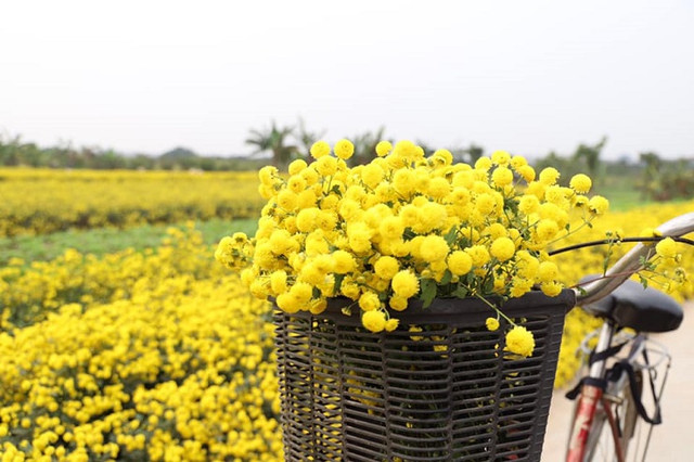 Loại hoa tiến vua có giá nửa triệu đồng/kg, dân thi nhau ra đồng hái - Hình 8 Loai hoa tien vua co gia nua trieu dong/kg, dan thi nhau ra dong hai-Hinh-8