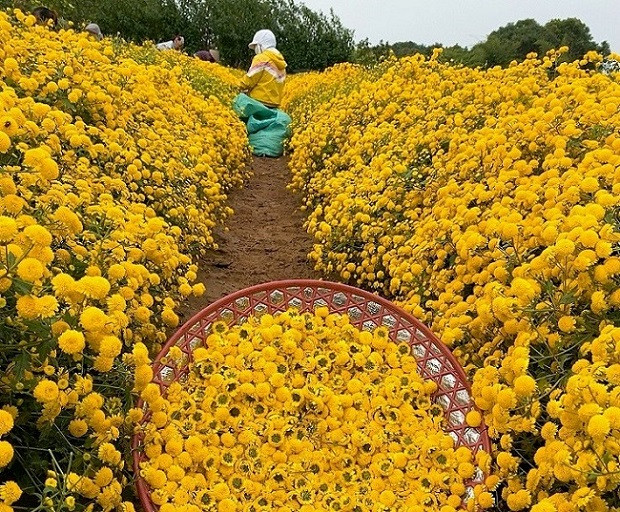 Loại hoa tiến vua có giá nửa triệu đồng/kg, dân thi nhau ra đồng hái - Hình 10 Loai hoa tien vua co gia nua trieu dong/kg, dan thi nhau ra dong hai-Hinh-10
