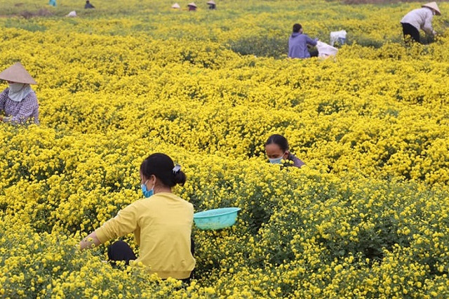 Loại hoa tiến vua có giá nửa triệu đồng/kg, dân thi nhau ra đồng hái - Hình 2 Loai hoa tien vua co gia nua trieu dong/kg, dan thi nhau ra dong hai-Hinh-2