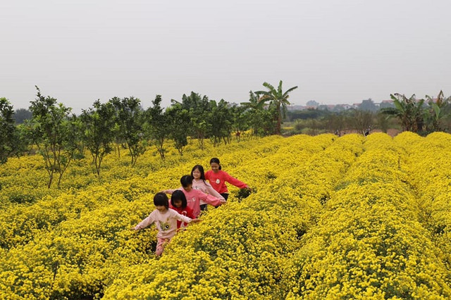 Loại hoa tiến vua có giá nửa triệu đồng/kg, dân thi nhau ra đồng hái - Hình 9 Loai hoa tien vua co gia nua trieu dong/kg, dan thi nhau ra dong hai-Hinh-9