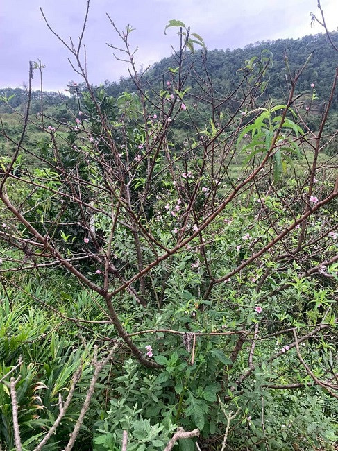Đào rừng nở sớm đổ bộ Thủ đô, giá cả triệu đồng/cành vẫn cháy hàng - Hình 5 Dao rung no som do bo Thu do, gia ca trieu dong/canh van chay hang-Hinh-5