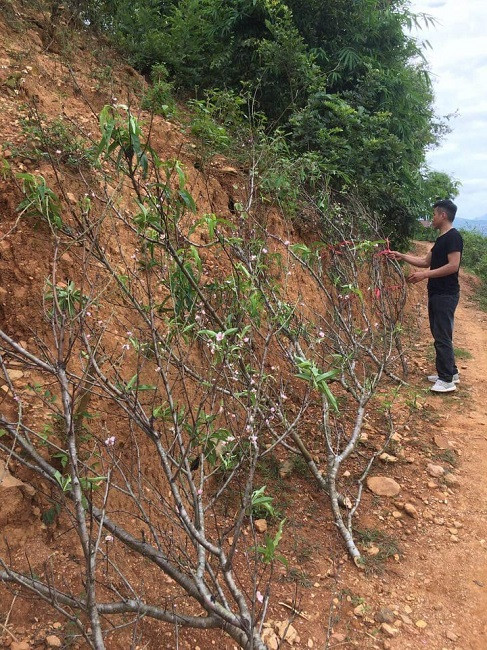 Đào rừng nở sớm đổ bộ Thủ đô, giá cả triệu đồng/cành vẫn cháy hàng - Hình 3 Dao rung no som do bo Thu do, gia ca trieu dong/canh van chay hang-Hinh-3