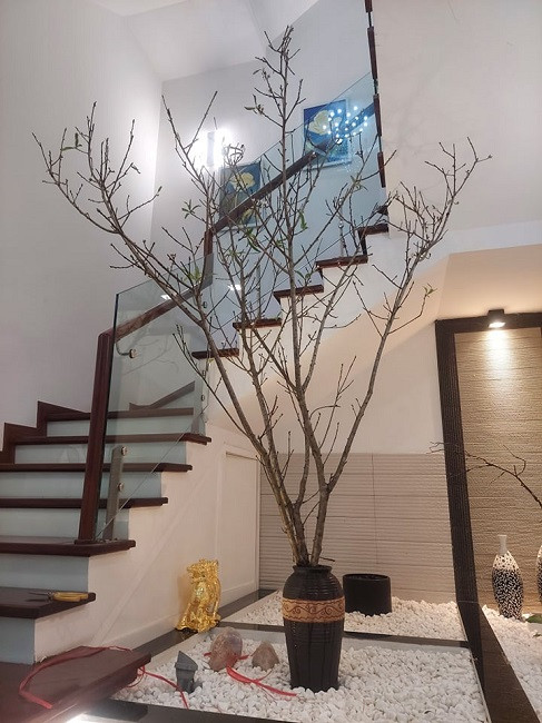 Đào rừng nở sớm đổ bộ Thủ đô, giá cả triệu đồng/cành vẫn cháy hàng Dao rung no som do bo Thu do, gia ca trieu dong/canh van chay hang