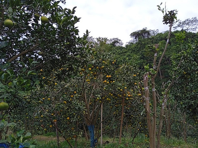 Cam lòng vàng giá siêu rẻ vẫn khó bán, nhà vườn loay hoay tìm đầu ra - Hình 4 Cam long vang gia sieu re van kho ban, nha vuon loay hoay tim dau ra-Hinh-4