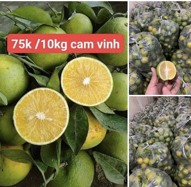 Cam lòng vàng giá siêu rẻ vẫn khó bán, nhà vườn loay hoay tìm đầu ra Cam long vang gia sieu re van kho ban, nha vuon loay hoay tim dau ra