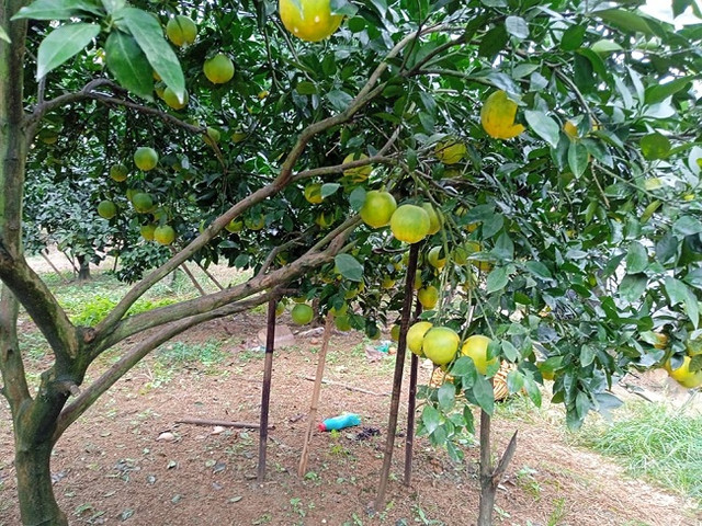 Cam lòng vàng giá siêu rẻ vẫn khó bán, nhà vườn loay hoay tìm đầu ra - Hình 5 Cam long vang gia sieu re van kho ban, nha vuon loay hoay tim dau ra-Hinh-5