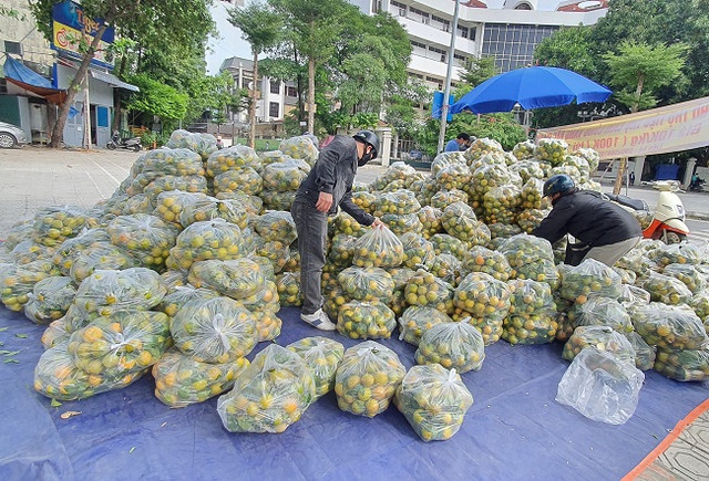 Cam lòng vàng giá siêu rẻ vẫn khó bán, nhà vườn loay hoay tìm đầu ra - Hình 3 Cam long vang gia sieu re van kho ban, nha vuon loay hoay tim dau ra-Hinh-3