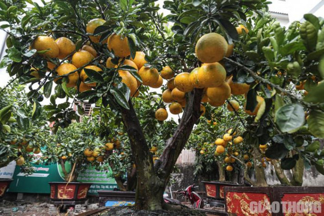 Bưởi cảnh cổ thụ giá 50 triệu đồng xuống phố chờ đại gia đón về - Hình 9 Buoi canh co thu gia 50 trieu dong xuong pho cho dai gia don ve-Hinh-9