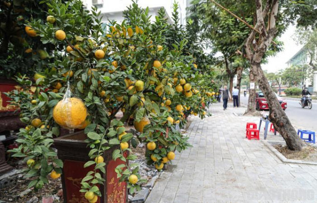 Bưởi cảnh cổ thụ giá 50 triệu đồng xuống phố chờ đại gia đón về - Hình 10 Buoi canh co thu gia 50 trieu dong xuong pho cho dai gia don ve-Hinh-10