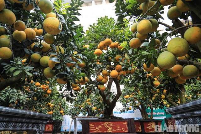 Bưởi cảnh cổ thụ giá 50 triệu đồng xuống phố chờ đại gia đón về - Hình 3 Buoi canh co thu gia 50 trieu dong xuong pho cho dai gia don ve-Hinh-3