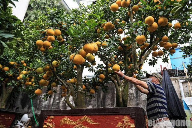 Bưởi cảnh cổ thụ giá 50 triệu đồng xuống phố chờ đại gia đón về - Hình 4 Buoi canh co thu gia 50 trieu dong xuong pho cho dai gia don ve-Hinh-4