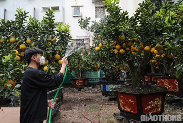 Bưởi cảnh cổ thụ giá 50 triệu đồng xuống phố chờ đại gia đón về - Hình 8 Buoi canh co thu gia 50 trieu dong xuong pho cho dai gia don ve-Hinh-8