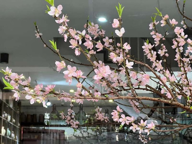 Đào rừng ồ ạt xuống phố sớm, giá rẻ chưa từng có Dao rung o at xuong pho som, gia re chua tung co