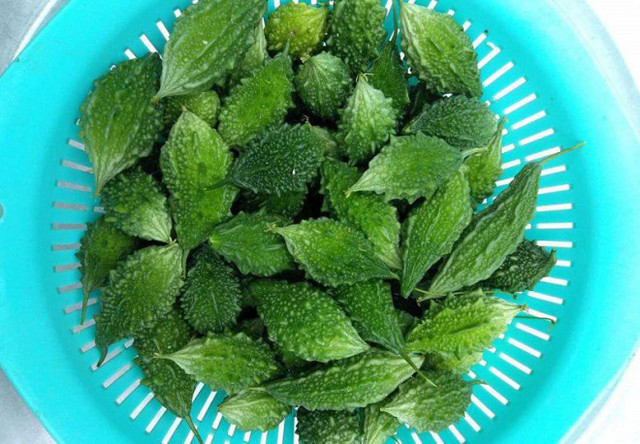Với những công dụng tuyệt vời, mướp đắng rừng được hội chị em săn lùng - Hình 3 Voi nhung cong dung tuyet voi, muop dang rung duoc hoi chi em san lung-Hinh-3