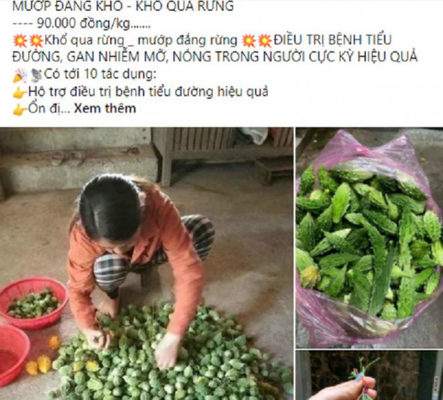 Với những công dụng tuyệt vời, mướp đắng rừng được hội chị em săn lùng - Hình 2 Voi nhung cong dung tuyet voi, muop dang rung duoc hoi chi em san lung-Hinh-2