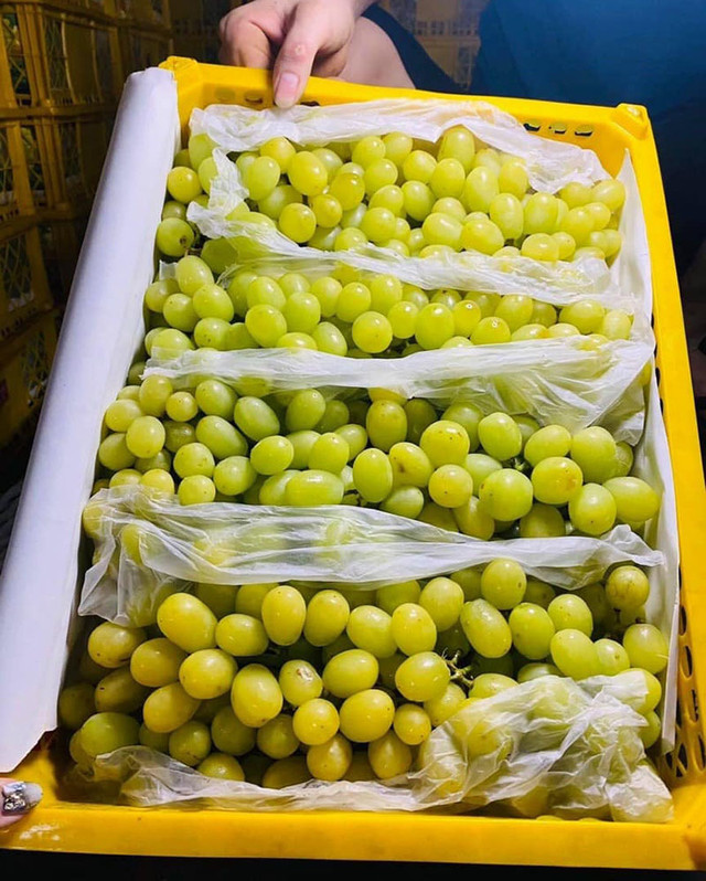 Nho Trung Quốc đổ về chợ Việt, có loại giá rẻ như khoai lang - Hình 2 Nho Trung Quoc do ve cho Viet, co loai gia re nhu khoai lang-Hinh-2