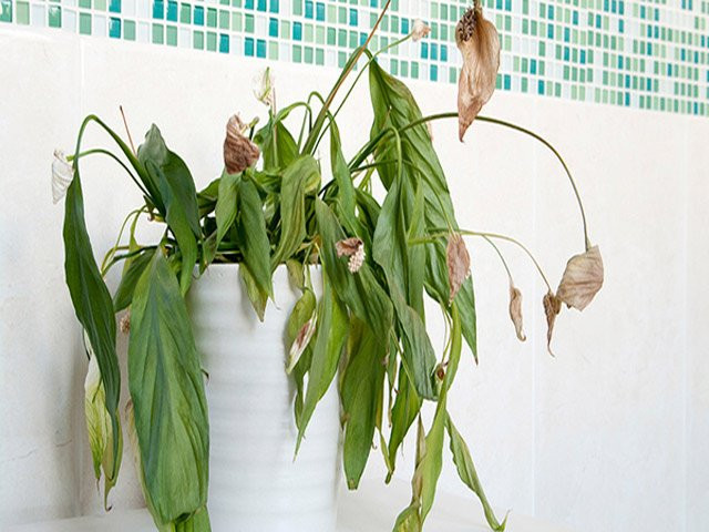 Bỗng dưng thấy 9 dấu hiệu này, cẩn thận xui xẻo ập đến nhà - Hình 3 Bong dung thay 9 dau hieu nay, can than xui xeo ap den nha-Hinh-3