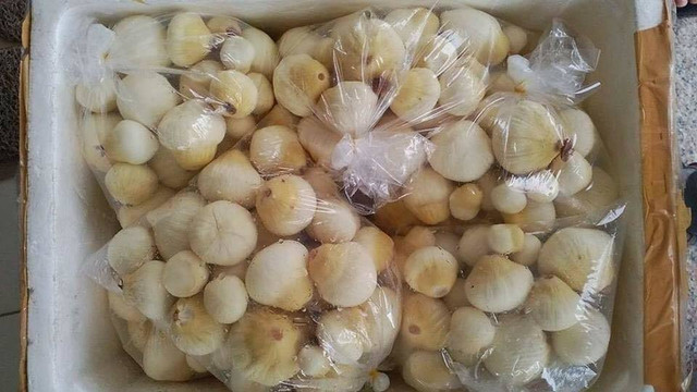 Thứ một thời vứt không ai nhặt nay bán 300.000 đồng/kg - Hình 3 Thu mot thoi vut khong ai nhat nay ban 300.000 dong/kg-Hinh-3