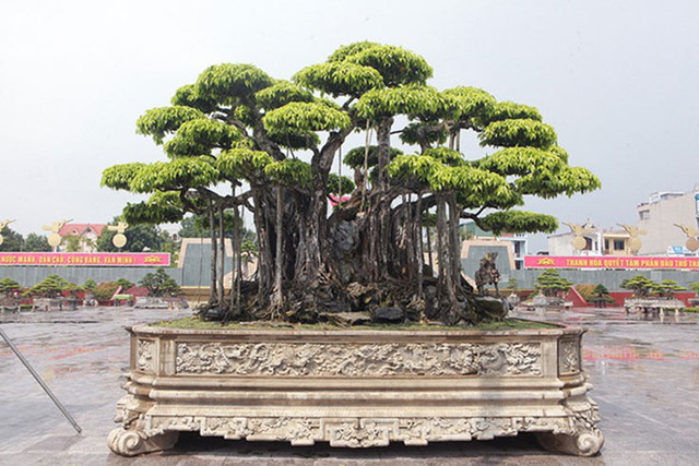 Cây sanh khủng, khách trả 460 tỷ nhưng đại gia BĐS Thanh Hóa vẫn không bán - Hình 2 Cay sanh khung, khach tra 460 ty nhung dai gia BDS Thanh Hoa van khong ban-Hinh-2