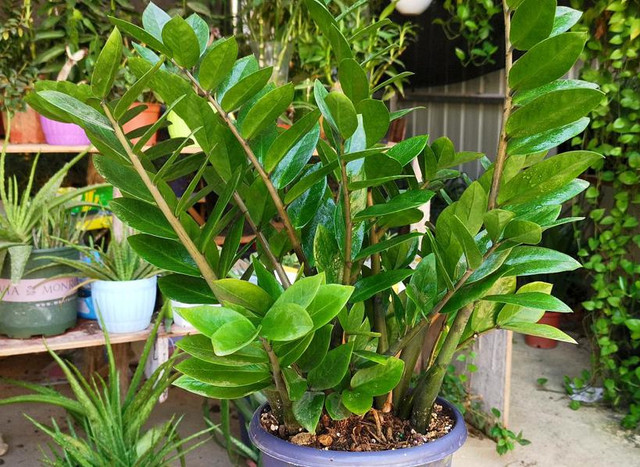 6 cây cảnh đẹp, dễ trồng còn mang ý nghĩa tốt lành, hút tài lộc - Hình 5 6 cay canh dep, de trong con mang y nghia tot lanh, hut tai loc-Hinh-5