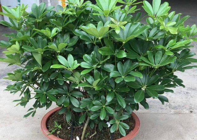 6 cây cảnh đẹp, dễ trồng còn mang ý nghĩa tốt lành, hút tài lộc - Hình 3 6 cay canh dep, de trong con mang y nghia tot lanh, hut tai loc-Hinh-3