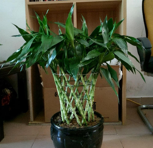 6 cây cảnh đẹp, dễ trồng còn mang ý nghĩa tốt lành, hút tài lộc - Hình 7 6 cay canh dep, de trong con mang y nghia tot lanh, hut tai loc-Hinh-7