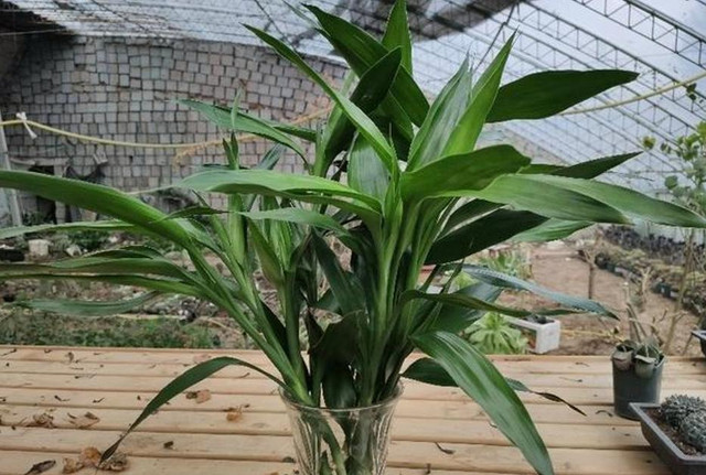 6 cây cảnh đẹp, dễ trồng còn mang ý nghĩa tốt lành, hút tài lộc - Hình 6 6 cay canh dep, de trong con mang y nghia tot lanh, hut tai loc-Hinh-6