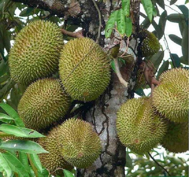 Loại sầu riêng ngon nhất thế giới được rao bán với giá rẻ chưa từng có - Hình 2 Loai sau rieng ngon nhat the gioi duoc rao ban voi gia re chua tung co-Hinh-2