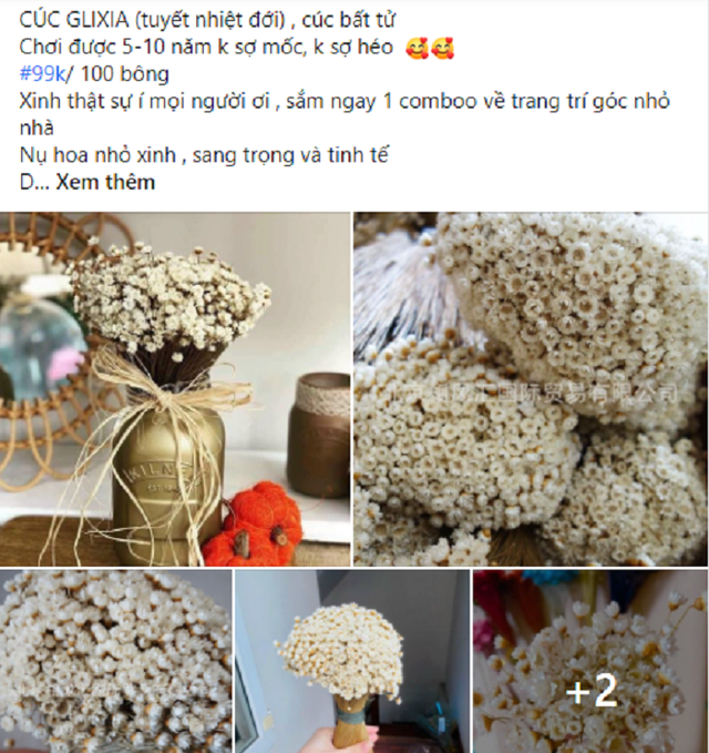 Cúc Glixia đẹp tinh khôi, chị em thi nhau lùng mua làm "cháy" chợ mạng - Hình 5 Cuc Glixia dep tinh khoi, chi em thi nhau lung mua lam