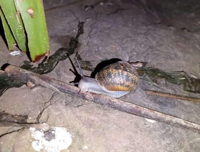 Phát hiện ra những đốm sáng, cô gái "ngớ người" khi phát hiện ra sự thật - Hình 2 Phat hien ra nhung dom sang, co gai