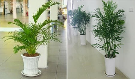 Đặt 3 thứ này ở lối vào nhà, tiền bạc thi nhau kéo tới Dat 3 thu nay o loi vao nha, tien bac thi nhau keo toi