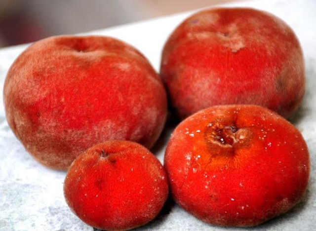 Dân mạng sửng sốt với loại quả lạ lẫm ở Việt Nam - Hình 4 Dan mang sung sot voi loai qua la lam o Viet Nam-Hinh-4