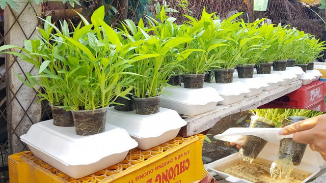 Học ngay cách tự trồng rau muống tại nhà đơn giản này - Hình 3 Hoc ngay cach tu trong rau muong tai nha don gian nay-Hinh-3