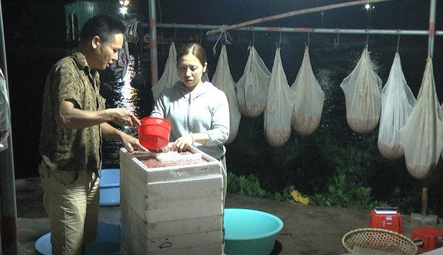 Vớt loại côn trùng chui lên từ lòng đất bán nửa triệu/kg Vot loai con trung chui len tu long dat ban nua trieu/kg