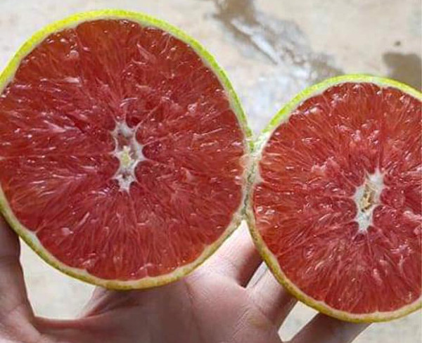 Loại cam ruột đỏ khác thường mới xuất hiện ở Việt Nam Loai cam ruot do khac thuong moi xuat hien o Viet Nam