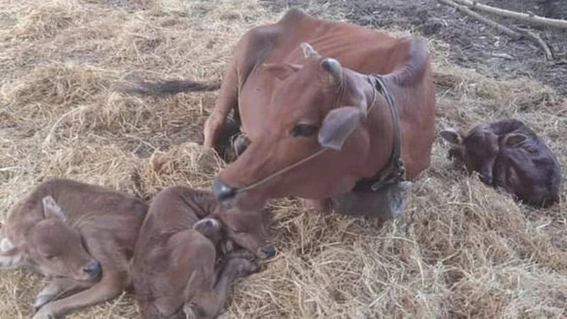 Loại cam ruột đỏ khác thường mới xuất hiện ở Việt Nam - Hình 2 Loai cam ruot do khac thuong moi xuat hien o Viet Nam-Hinh-2