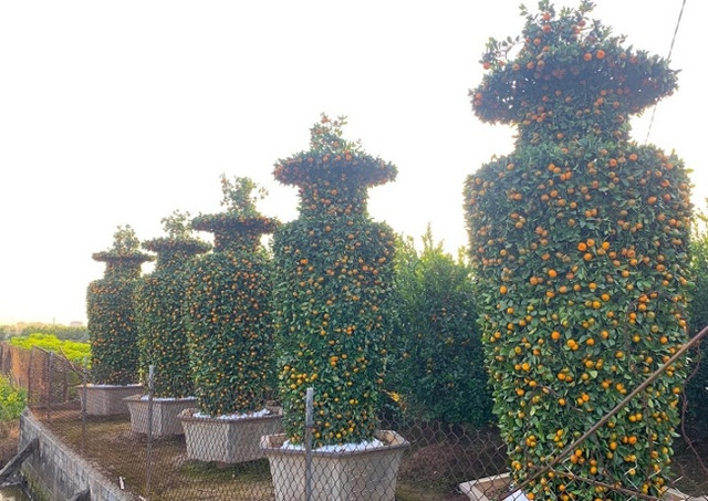Cây cảnh khủng trưng tết rục rịch xuống chợ, nhiều loại giảm giá tới 30% - Hình 3 Cay canh khung trung tet ruc rich xuong cho, nhieu loai giam gia toi 30%-Hinh-3