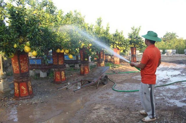 Cây cảnh khủng trưng tết rục rịch xuống chợ, nhiều loại giảm giá tới 30% Cay canh khung trung tet ruc rich xuong cho, nhieu loai giam gia toi 30%