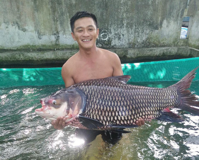 Nuôi toàn cá khổng lồ, người đàn ông ở Tiền Giang thu về 3 tỷ đồng/năm Nuoi toan ca khong lo, nguoi dan ong o Tien Giang thu ve 3 ty dong/nam