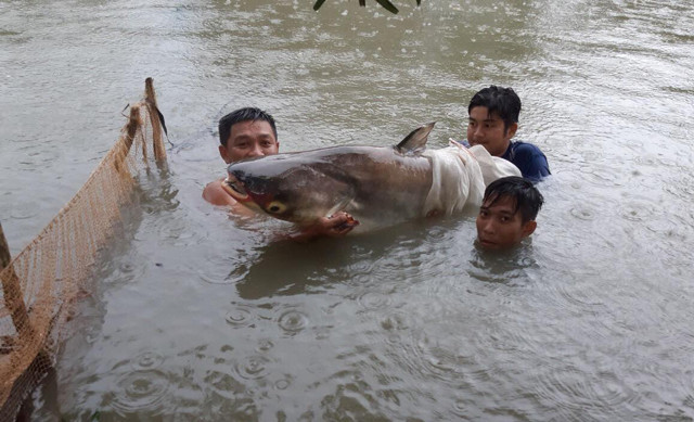 Nuôi toàn cá khổng lồ, người đàn ông ở Tiền Giang thu về 3 tỷ đồng/năm - Hình 3 Nuoi toan ca khong lo, nguoi dan ong o Tien Giang thu ve 3 ty dong/nam-Hinh-3