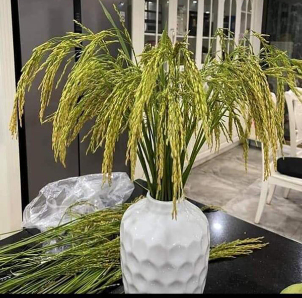 Chị em Hà thành rủ nhau mua lúa nếp về cắm bình - Hình 2 Chi em Ha thanh ru nhau mua lua nep ve cam binh-Hinh-2