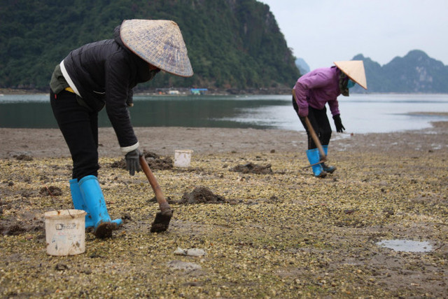 Cận cảnh đi săn sá sùng kiếm tiền triệu mỗi ngày - Hình 2 Can canh di san sa sung kiem tien trieu moi ngay-Hinh-2