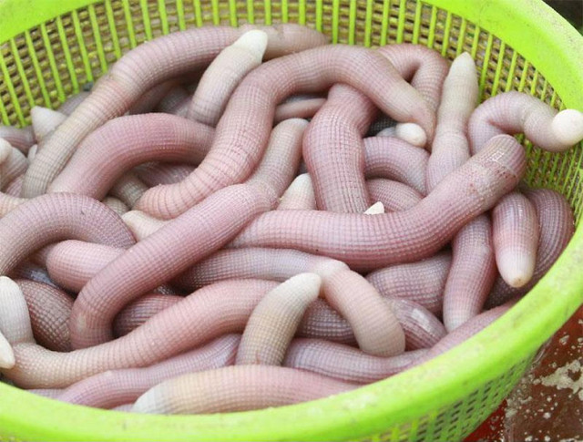 Cận cảnh đi săn sá sùng kiếm tiền triệu mỗi ngày - Hình 6 Can canh di san sa sung kiem tien trieu moi ngay-Hinh-6