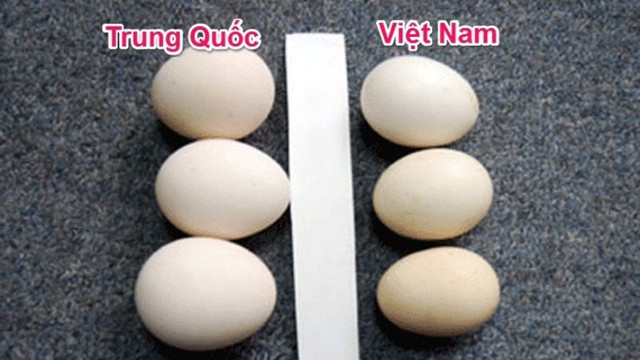Cách phân biệt trứng gà ta, trứng gà Trung Quốc đơn không phải ai cũng biết - Hình 2 Cach phan biet trung ga ta, trung ga Trung Quoc don khong phai ai cung biet-Hinh-2