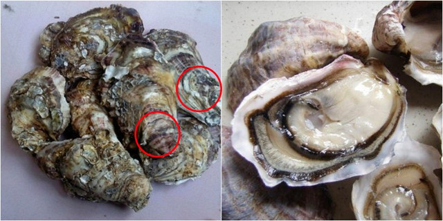 Chọn mua hàu sống tươi ngon cứ nhắm vào điểm này mới là chuẩn nhất Chon mua hau song tuoi ngon cu nham vao diem nay moi la chuan nhat