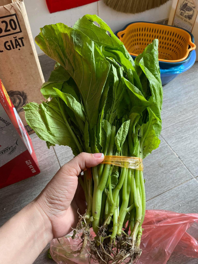 Tiểu thương choáng váng với giá rau cải mơ 50.000 đồng/kg - Hình 2 Tieu thuong choang vang voi gia rau cai mo 50.000 dong/kg-Hinh-2